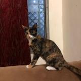 Photo de chat retrouvé à Rawalpindi