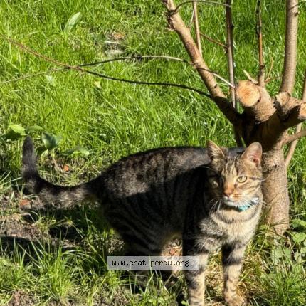 Photo 1/1 Tyger Chat perdu à Linxe