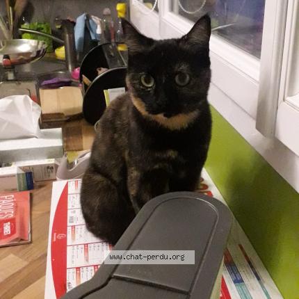 Photo de chat perdu à Montauban