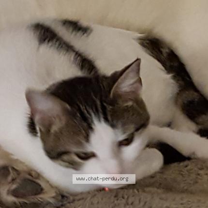 Photo de chat perdu à La Tardiere