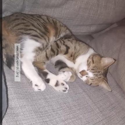 Photo 1/1 Danté Chat perdu à Faches thumesnil