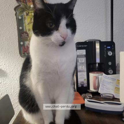 Photo de chat perdu à Aigues Mortes