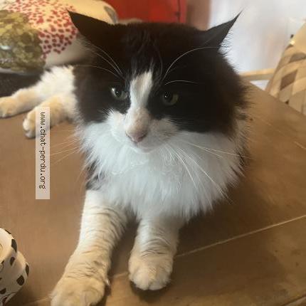 Photo 1/1 Monbibi Chat perdu à La talaudiere mon