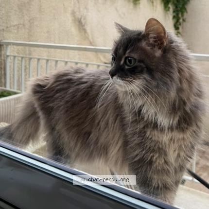 Photo 1/1 Chat retrouvé Perdu à Lyon