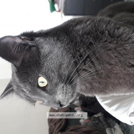 Photo 1/1 Chat retrouvé Perdu à Breuil Magne