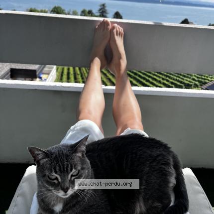 Photo de chat perdu à Gruissan