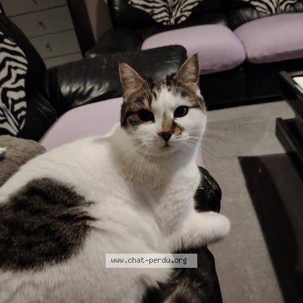 Photo de chat perdu à Nimes