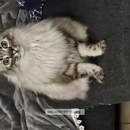 Photo de chat perdu à Saint Maur Des Fosses