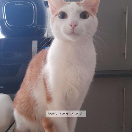 Photo de chat perdu à Rabastens