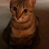 Photo de chat perdu à Culiacan