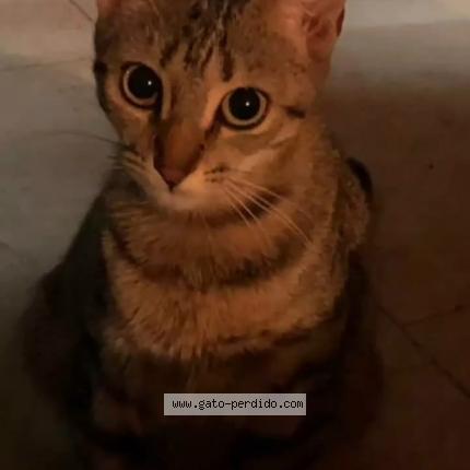 Photo 1/1 Ding Dang Chat perdu à Culiacan