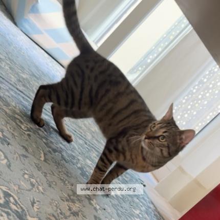 Photo 1/1 Olive Chat perdu à Strasbourg