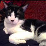 Photo de chat perdu à Ciempozuelos