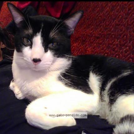 Photo 1/1 Dali Chat perdu à Ciempozuelos