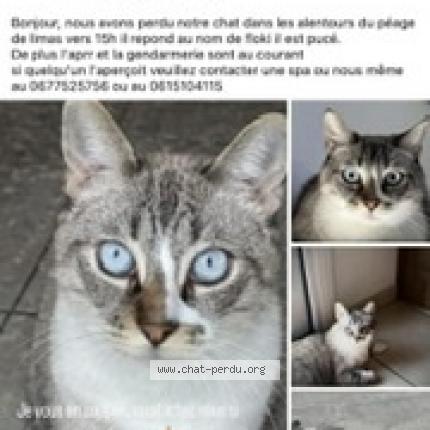 Photo 1/1 Chat retrouvé Perdu à Limas