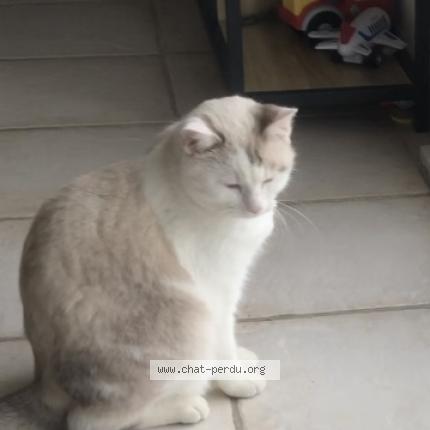 Photo 1/1 Yoshi Chat perdu à Monein