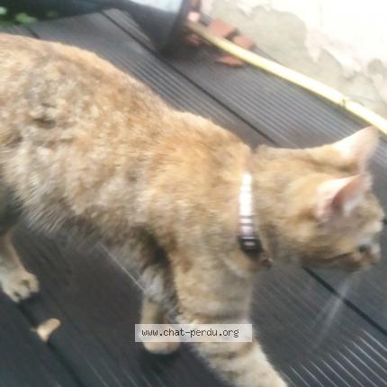 Photo de chat trouvé à Villeurbanne