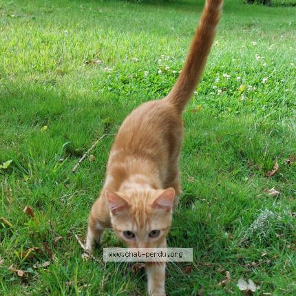 Photo 1/1 Youri Chat perdu à Melgven