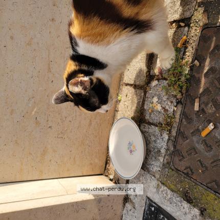 Photo 1/1 Chat retrouvé Trouvé à Decines