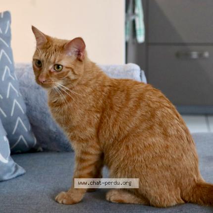 Photo de chat perdu à Villeurbanne