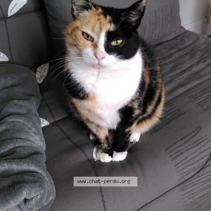 Photo de chat perdu à Niort