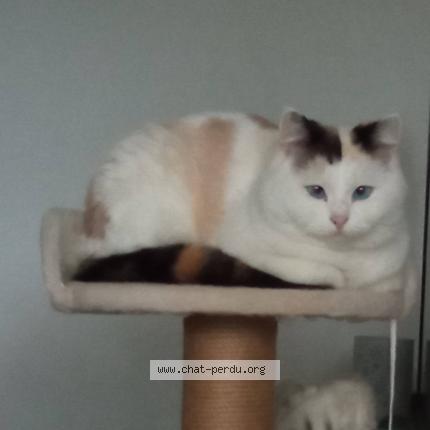 Photo 1/1 Saphir Chat perdu à Bruz