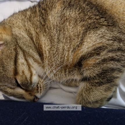 Photo 1/1 Chat retrouvé Perdu à Venissieux