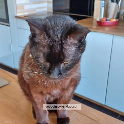Photo 1/1 Negritto Chat perdu à St hippolyte