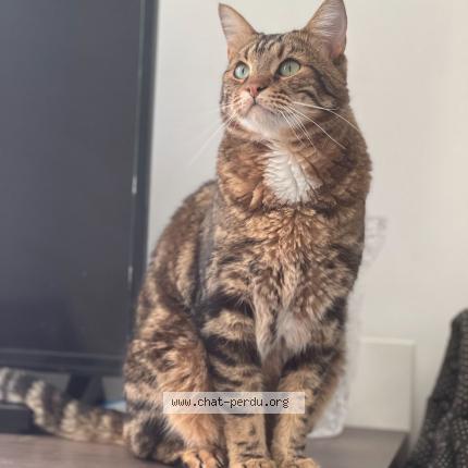 Photo 1/1 Chat retrouvé Perdu à Montreuil