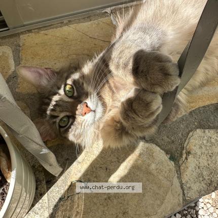 Photo 1/1 Musky Chat perdu à Montpellier