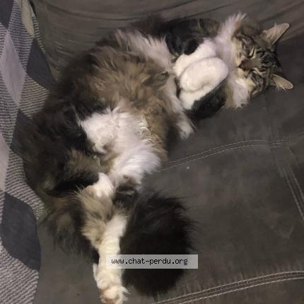 Photo 1/1 Yoda Chat perdu à Golfe juan