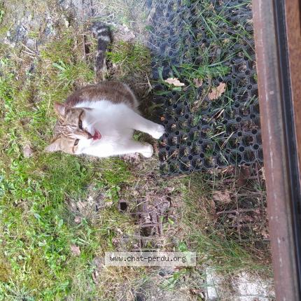 Photo de chat trouvé à Cavignac