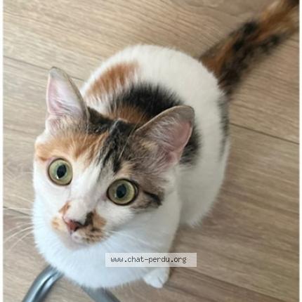 Photo de chat perdu à Bretigny Sur Orge