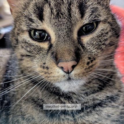 Photo 1/1 Orelsan Chat perdu à Saumur