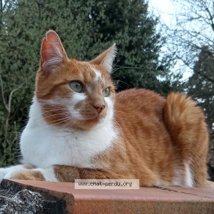 Photo de chat perdu à Lens