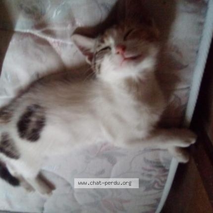 Photo 1/1 Chat retrouvé Perdu à Niort