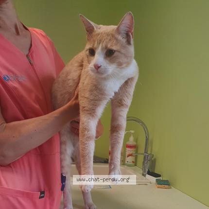 Photo de chat trouvé à Grenoble