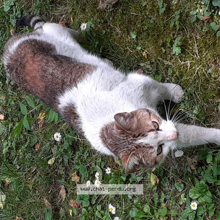 Photo 1/1 Chat retrouvé Trouvé à Saint andre le gaz