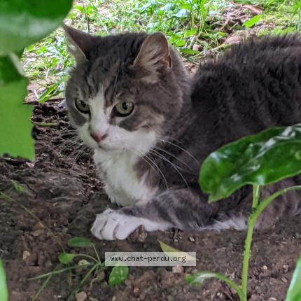 Photo 1/1 Chat retrouvé Perdu à Chartres