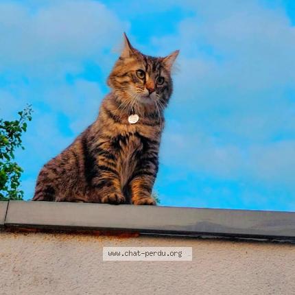 Photo de chat perdu à Reims