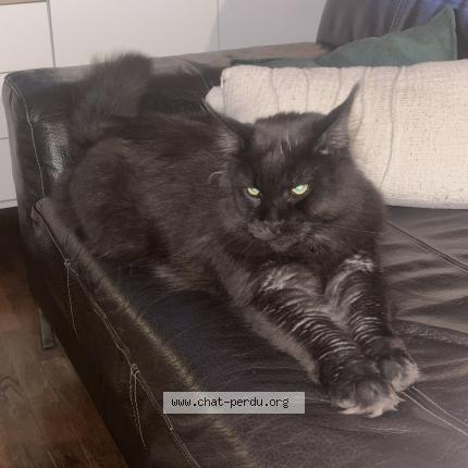 Photo de chat perdu à Troyes