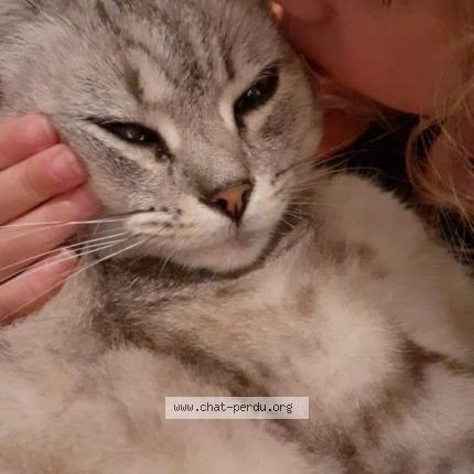 Photo de chat perdu à Clermont Soubiran
