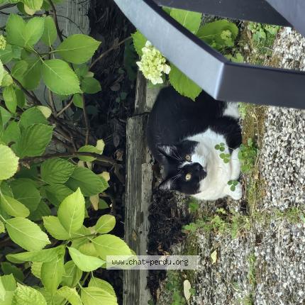 Photo 1/1 Gandja Chat perdu à Le perrier