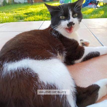 Photo 1/1 F&eacute;lix Chat perdu à Mothe achard