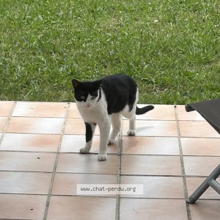 Photo de chat trouvé à Colomiers Tournefeuille