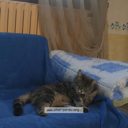 Photo 1/5 Chat retrouvé Perdu à Aulnay Sous Bois