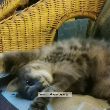Photo 2/5 Chat retrouvé Perdu à Aulnay Sous Bois
