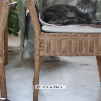 Photo 3/5 Chat retrouvé Perdu à Aulnay Sous Bois