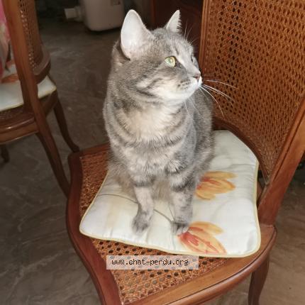 Photo 4/5 Chat retrouvé Perdu à Aulnay Sous Bois