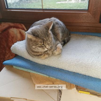 Photo 5/5 Chat retrouvé Perdu à Aulnay Sous Bois